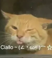 耄耋